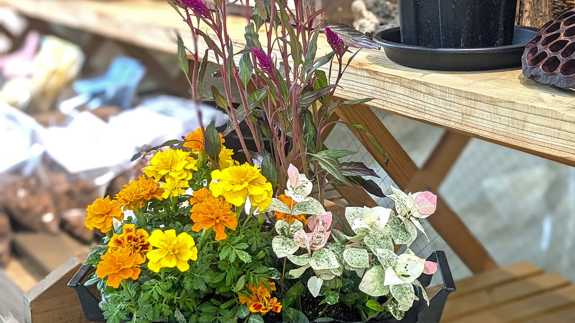 【9/2受付開始】季節の寄せ植えワークショップ@佐井寺南が丘公園