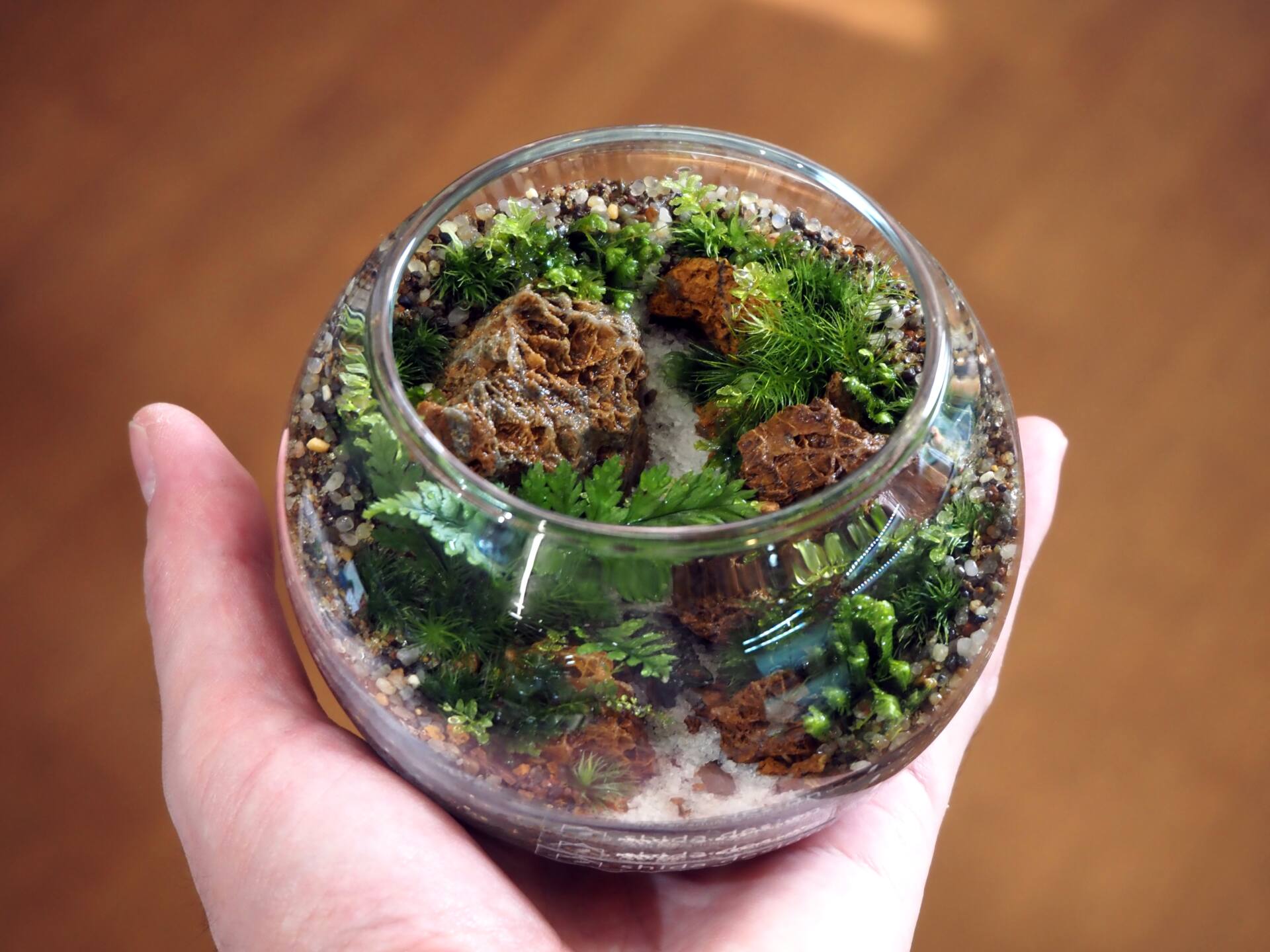 シダと苔のテラリウム -渓流編-
