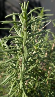 身近な草花・みんなのワークセラピー