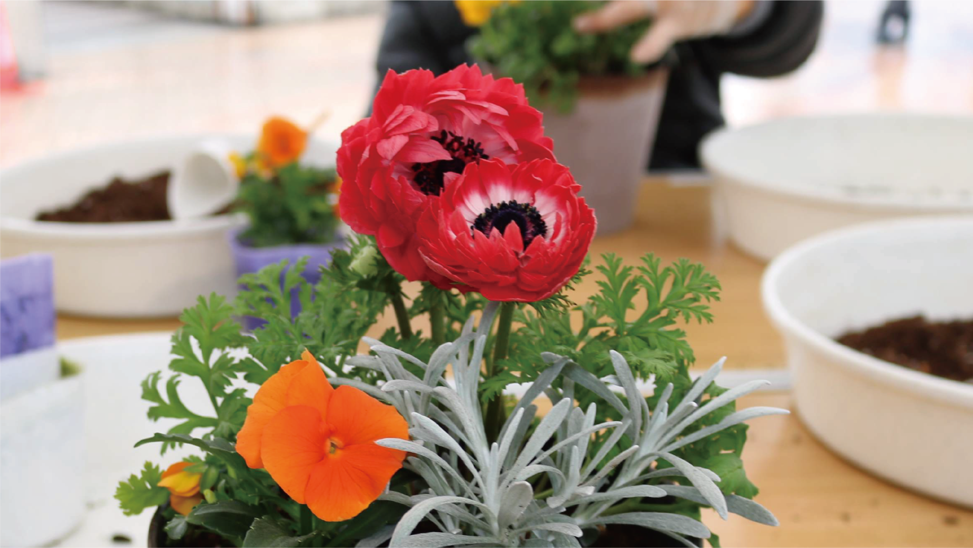 【2/7受付開始】春の寄せ植えワークショップ@健都レールサイド公園