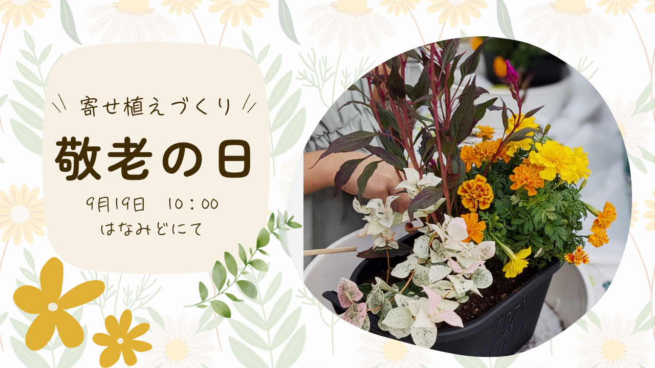 敬老の日の寄せ植えづくり