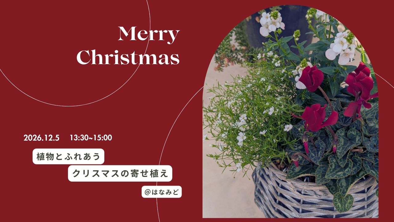クリスマスの寄せ植えづくり