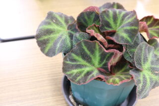 日本ベゴニア協会関西支部【私のベゴニア】