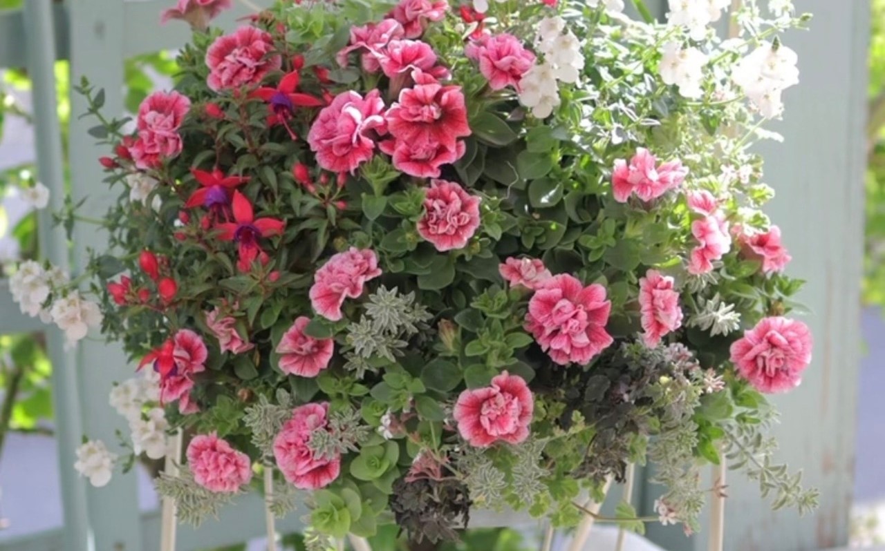 寄せ植えギャザリング講習会2026【初級クラス】 4月 ペチュニアで楽しむ初夏のハンギングバスケット