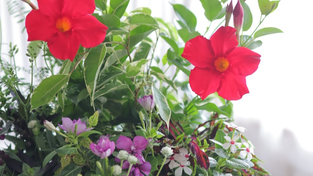 寄せ植えギャザリング講習会2026【初級クラス】 6月 暑さに強い花で寄せ植えギャザリング